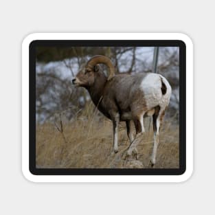 Big Horn Sheep Magnet