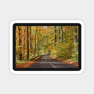 Autumn road Magnet