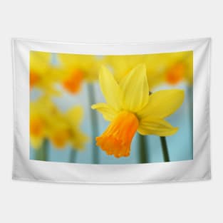 Narcissus  &#39;Jetfire&#39;   AGM  Daffodil  Div.  6 Cyclamineus Tapestry