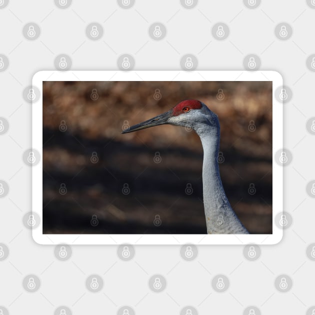 Michigan Sandhill Crane Magnet by One Creative Pup