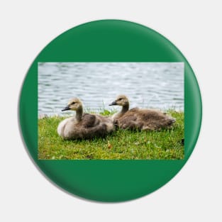 Young Canada geese Pin