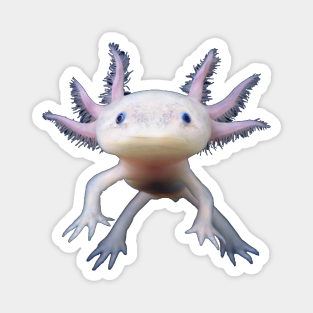Baby Axolotl Magnets Teepublic