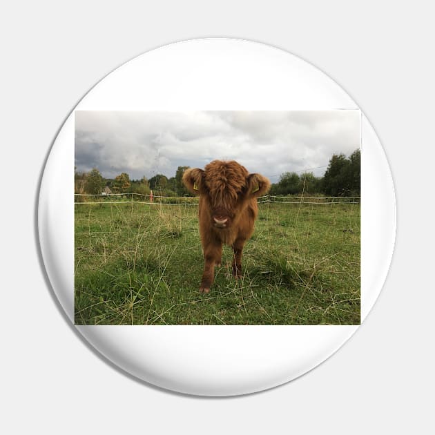 Scottish Highland Cattle Calf 1539 Pin by SaarelaHighland