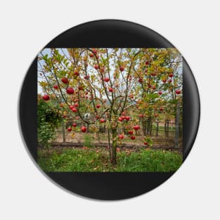 Apple tree in the orchard Pin