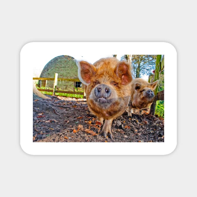 New Zealand Kunekune Pig Magnet by AndyEvansPhotos