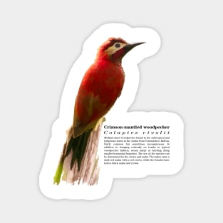 Crimson-mantled woodpecker exotic bird Magnet