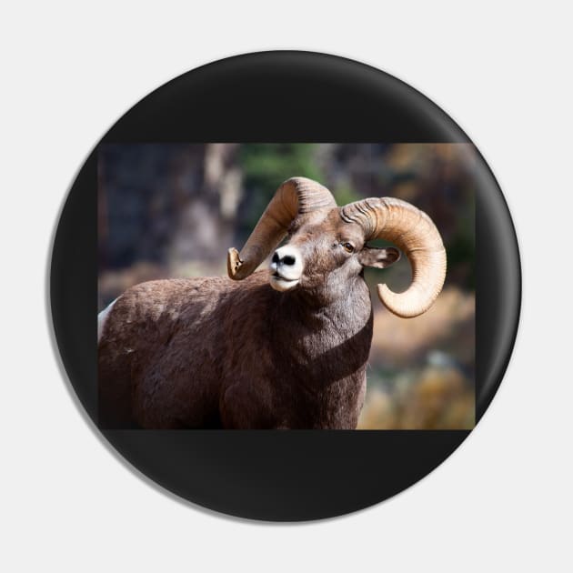 Bighorn Sheep Pin by valentina9