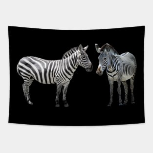 Grevy´s Zebra with Common Zebra in Kenya / Africa Tapestry