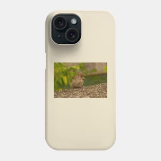 House Sparrow in Ljubljana, Slovenia Phone Case