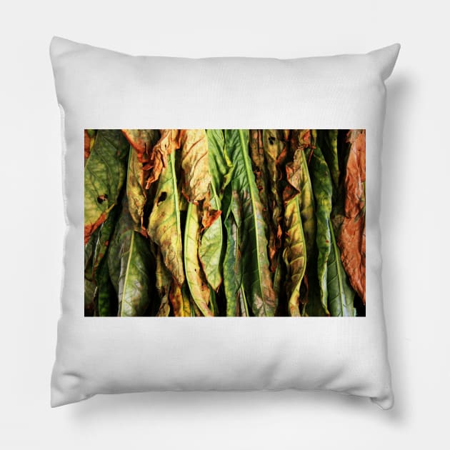 Tobacco Leaves Pillow by tgass