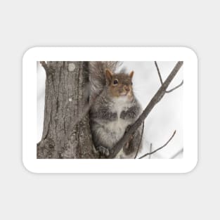 Grey squirrel in a tree Magnet