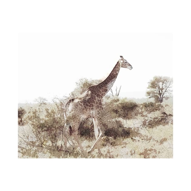 Giraffe in his element by johnwebbstock