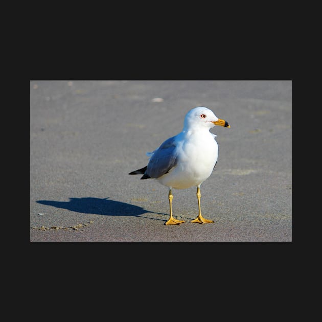 Seagull And His Shadow by Cynthia48