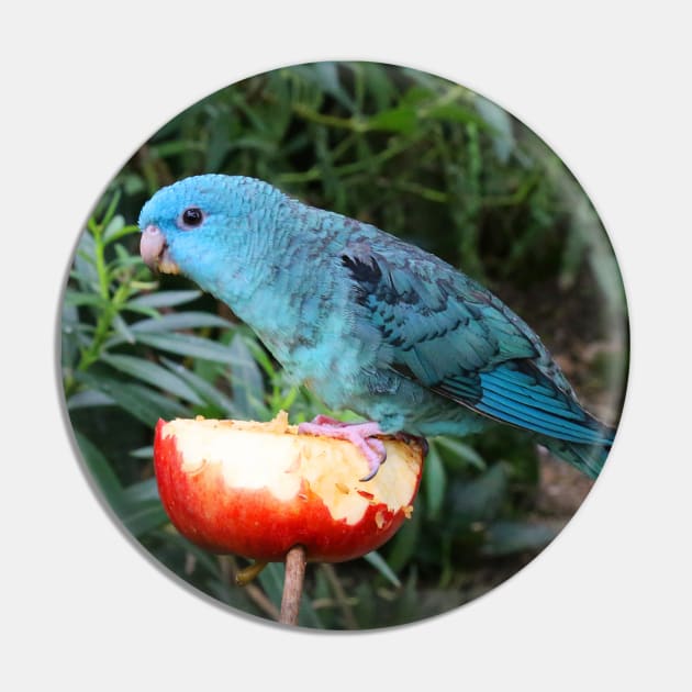 Blue Lineolated Parakeet on the Big Apple Pin by walkswithnature