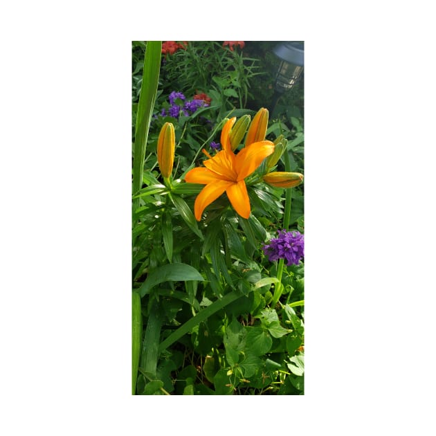 Amazing orange lily with purple flowers by Kim-Pratt