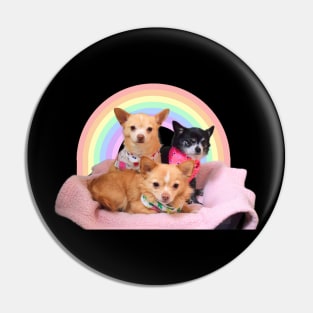 Three Chihuahuas in a rainbow basket Pin