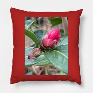 Emerging Camellia bud Pillow