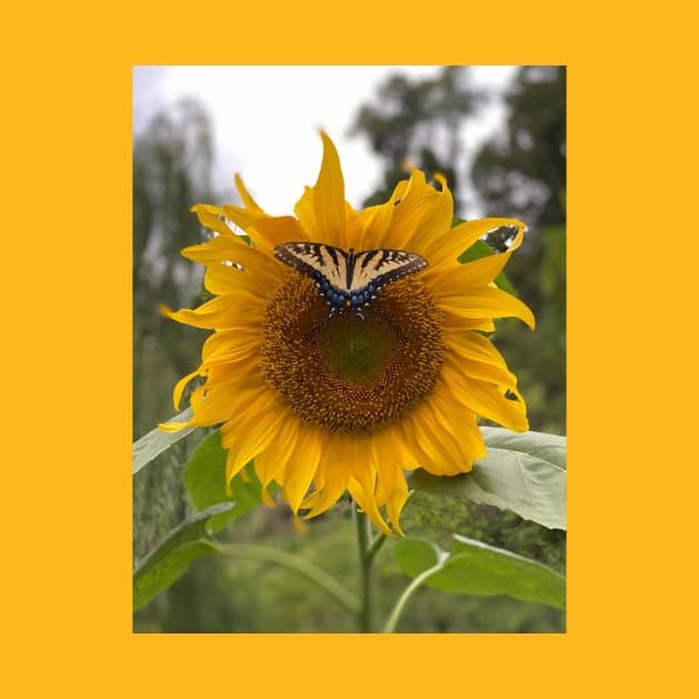 Sunflower with Butterfly by hobrath