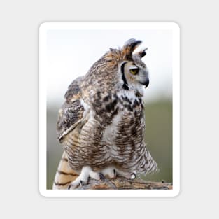 Great Horned Owl Magnet