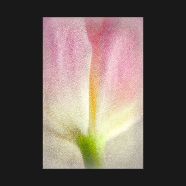 Luminous Tulip by AlexaZari