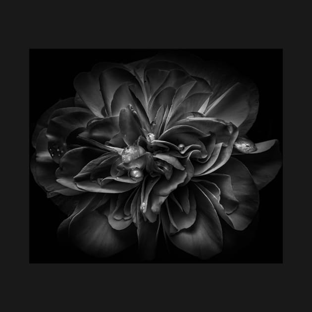 Backyard Flowers In Black And White 67 by learningcurveca