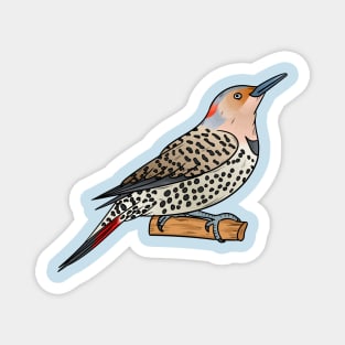 Northern flicker bird cartoon illustration Magnet