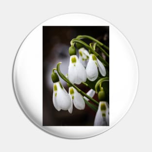 Snowdrops 2 Pin