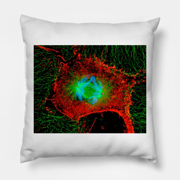 Mitosis cell division (P673/0055) Pillow by SciencePhoto