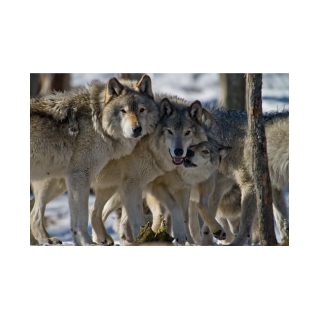 Wolf Pack by jaydee1400