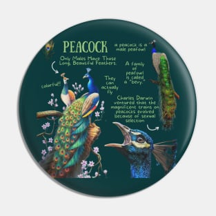 Animal Facts - Peacock Pin