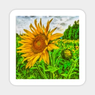 Sunflower field Magnet