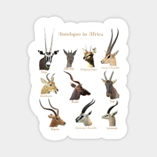 Antelopes in Africa Magnet