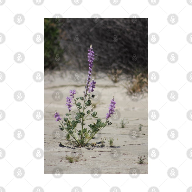 Purple Lupine in the Desert Oasis by ButterflyInTheAttic