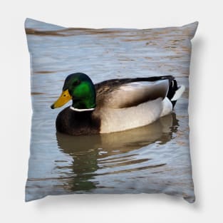 Another Male Mallard Duck Swimming Pillow