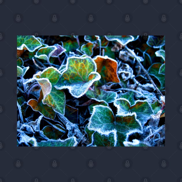 Frost on Ivy Leaves Canberra ACT Australia by Heatherian