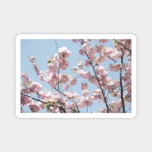 Pastel Cherry Blossoms Magnet