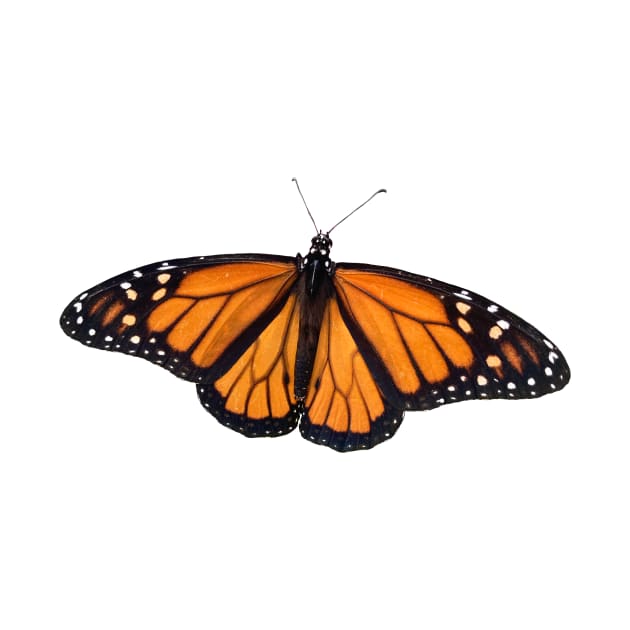 Monarch Butterfly on Orange by DandelionDays