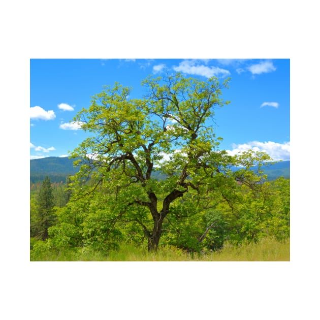 Valley Oak of Northern California by Burtney