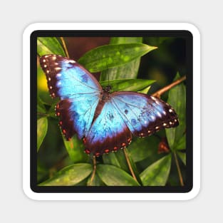 Blue Butterfly Magnet