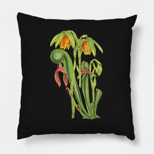 California Pitcherplant - Darlingtonia Californica - Walcott - Botanical Illustration Pillow