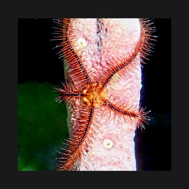 Brittle Sea Star Fish by Scubagirlamy