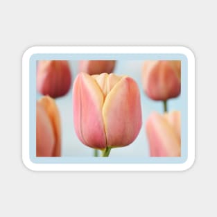 Tulipa &#39;La Belle epoque&#39; Double Early Tulip Magnet