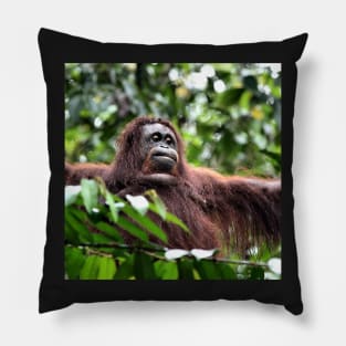 Large Female Orangutan, Borneo Pillow