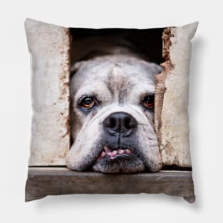 Cute Bulldog Pillow