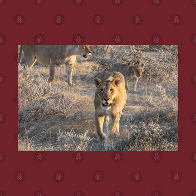 Namibia. Etosha National Park. Lioness. by vadim19