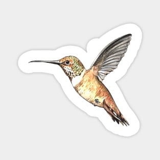 Watercolor hummingbird Magnet
