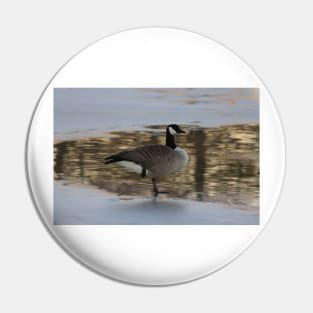 Canadian Goose resting on Ice Pin