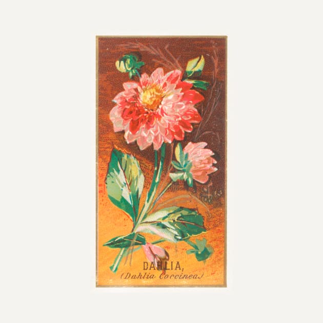 Dahlia (Dahlia Coccinea) by WAITE-SMITH VINTAGE ART