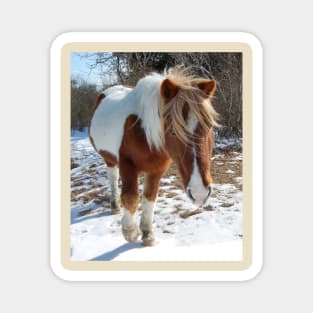 Wild horses, wildlife, gifts, Assateague Island, Wild Beauty Magnet