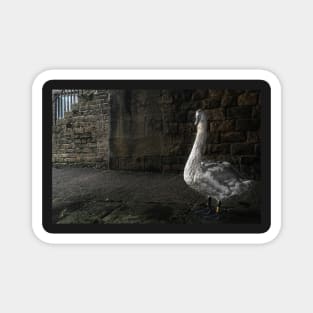 A young Swan  near the Thanet canal Magnet